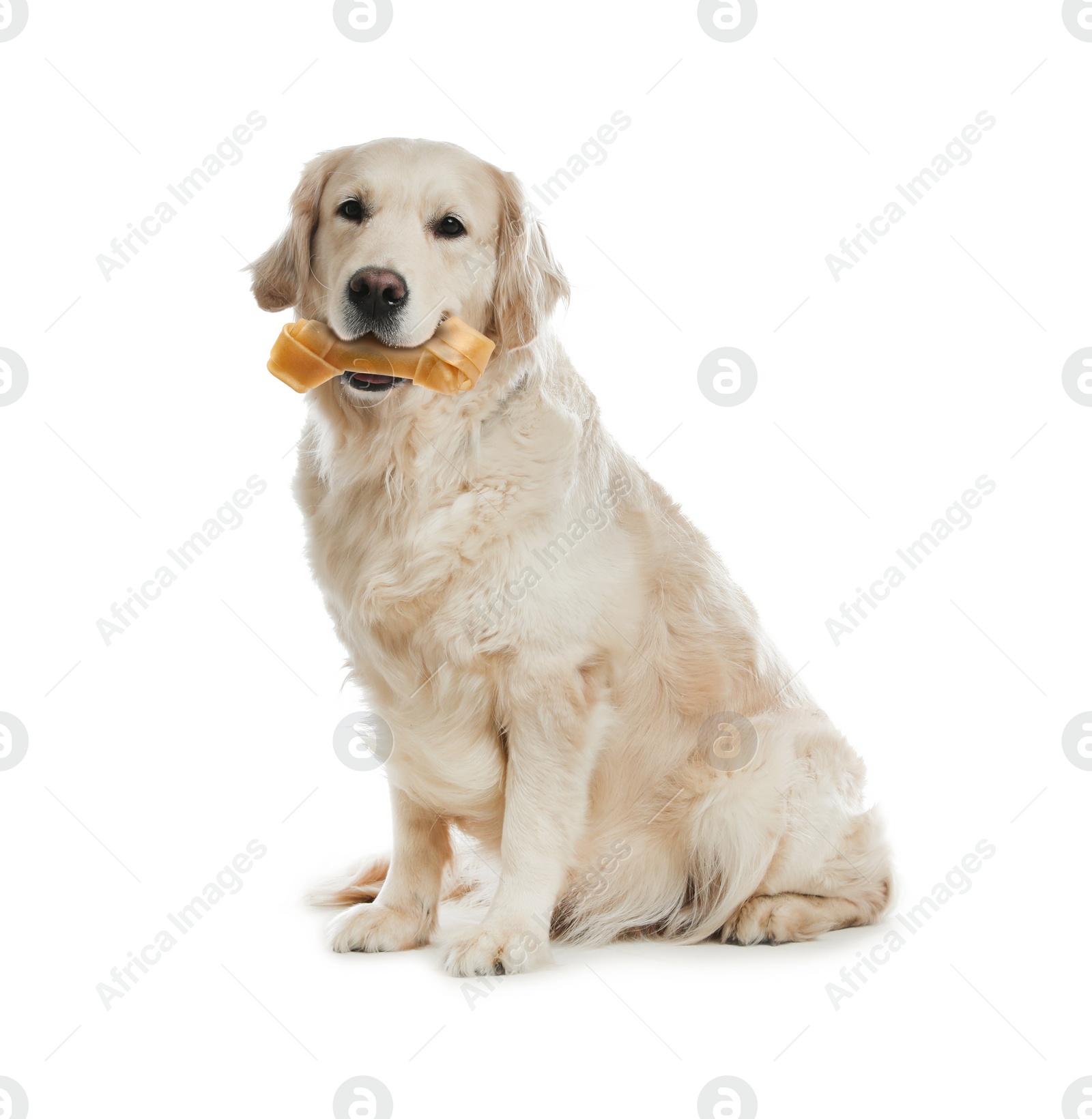 Image of Cute Golden Retriever dog holding chew bone in mouth on white background