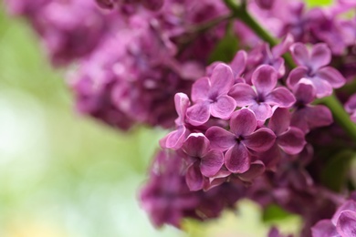 Photo of Beautiful blossoming lilac flowers on blurred background, closeup. Space for text