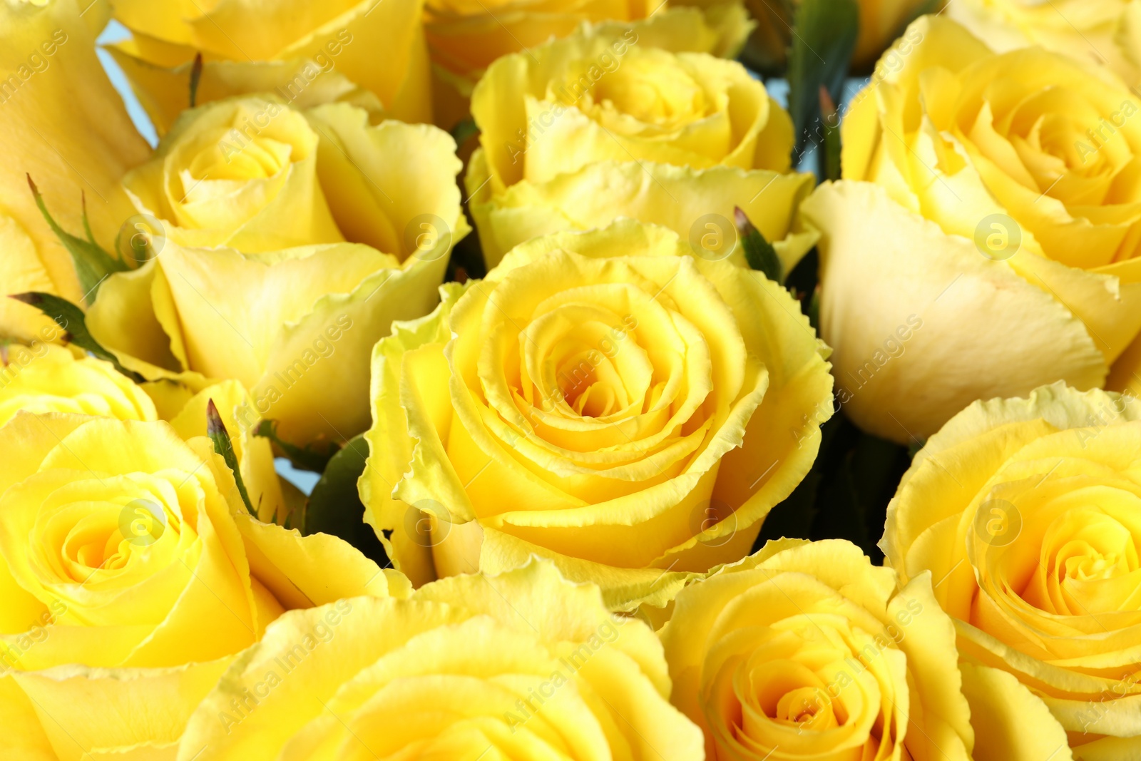 Photo of Beautiful bouquet of yellow roses, closeup view