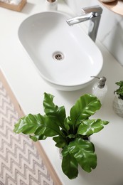 Photo of Beautiful green fern and soap dispenser on countertop in bathroom, above view