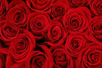Photo of Beautiful red roses as background, closeup. Floral decor