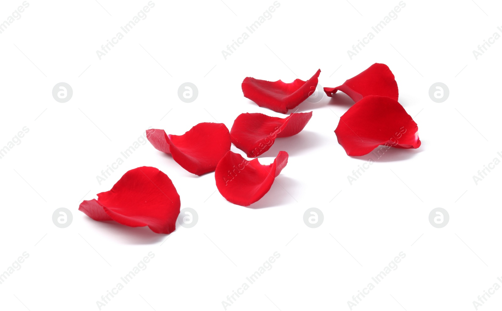 Photo of Beautiful red rose petals on white background