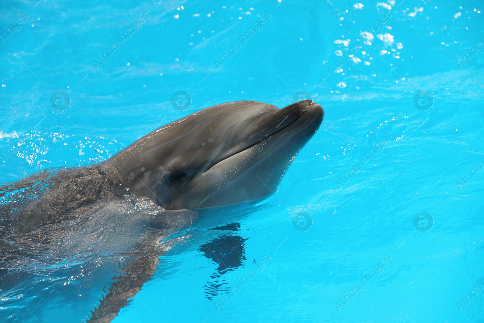 Photo of Dolphin swimming in pool at marine mammal park