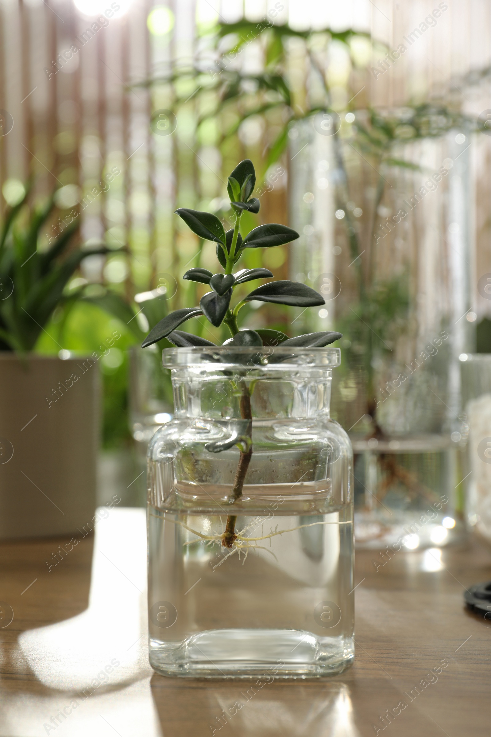 Photo of Exotic house plants in water on wooden table