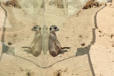 Photo of Cute meerkat at enclosure in zoo on sunny day