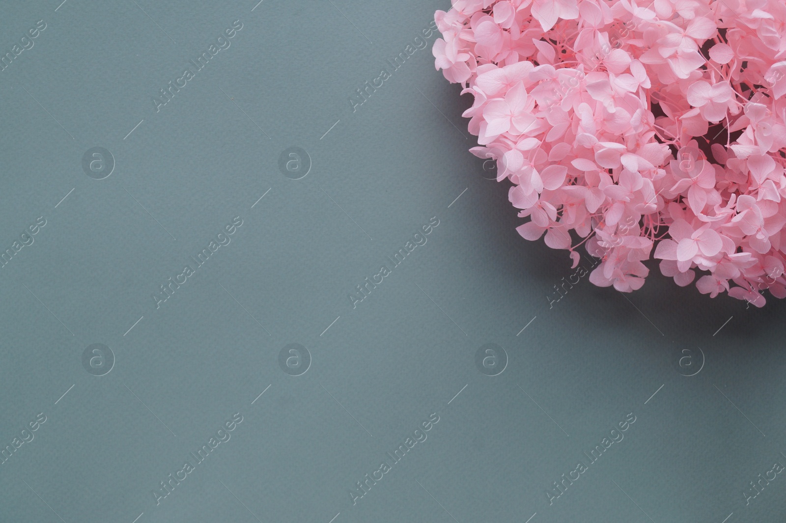 Photo of Beautiful hortensia flowers on grey background, flat lay. Space for text