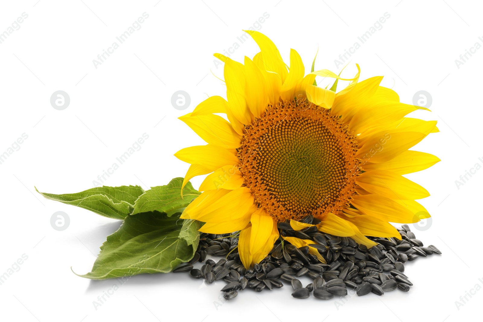 Photo of Sunflower with leaves and seeds on white background