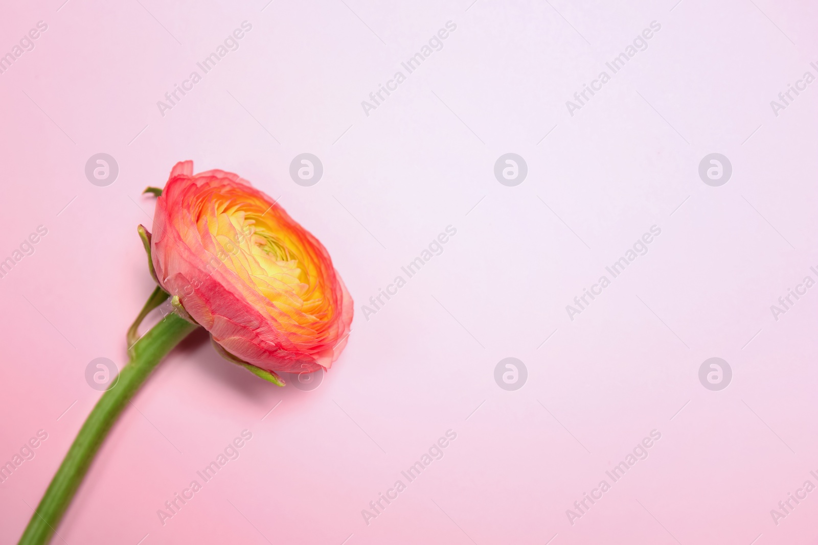 Photo of Beautiful ranunculus flower on color background