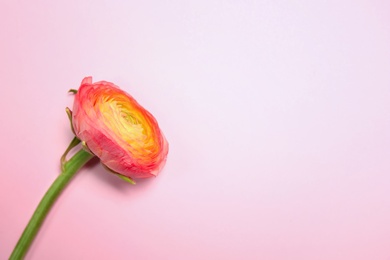 Photo of Beautiful ranunculus flower on color background