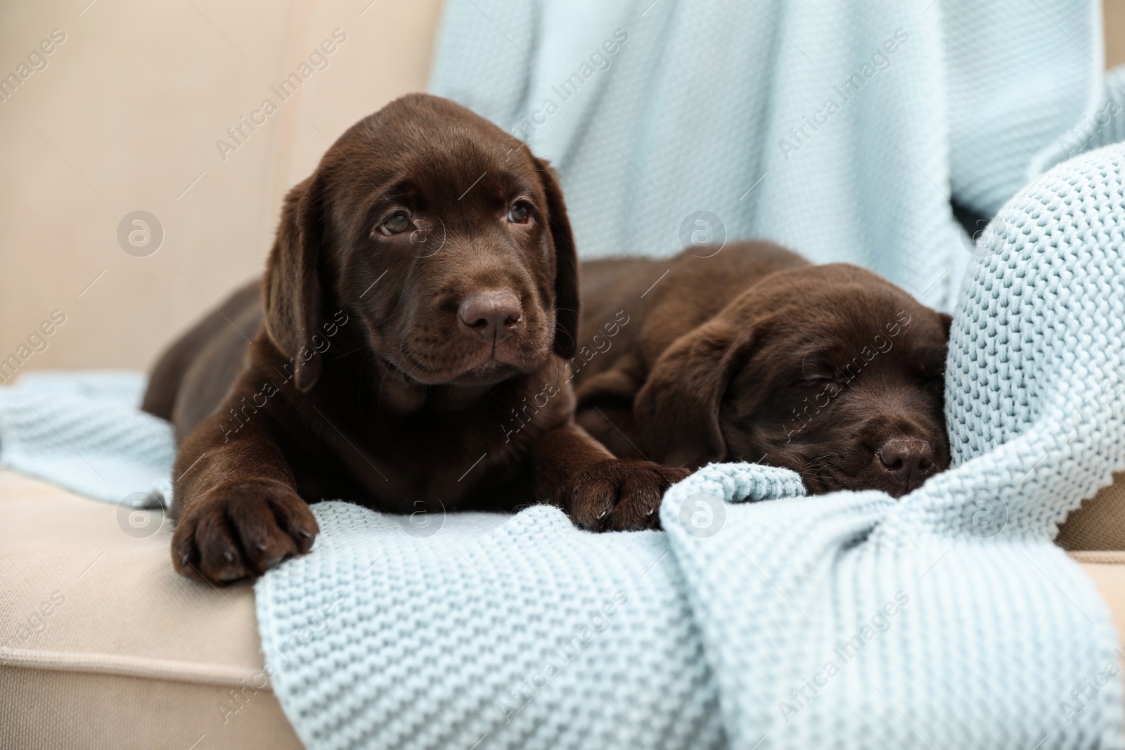 Photo of Chocolate Labrador Retriever puppies with blanket on sofa indoors