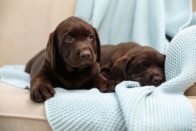 Photo of Chocolate Labrador Retriever puppies with blanket on sofa indoors