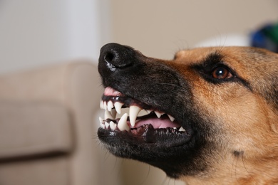 German Shepherd dog showing its teeth indoors, closeup