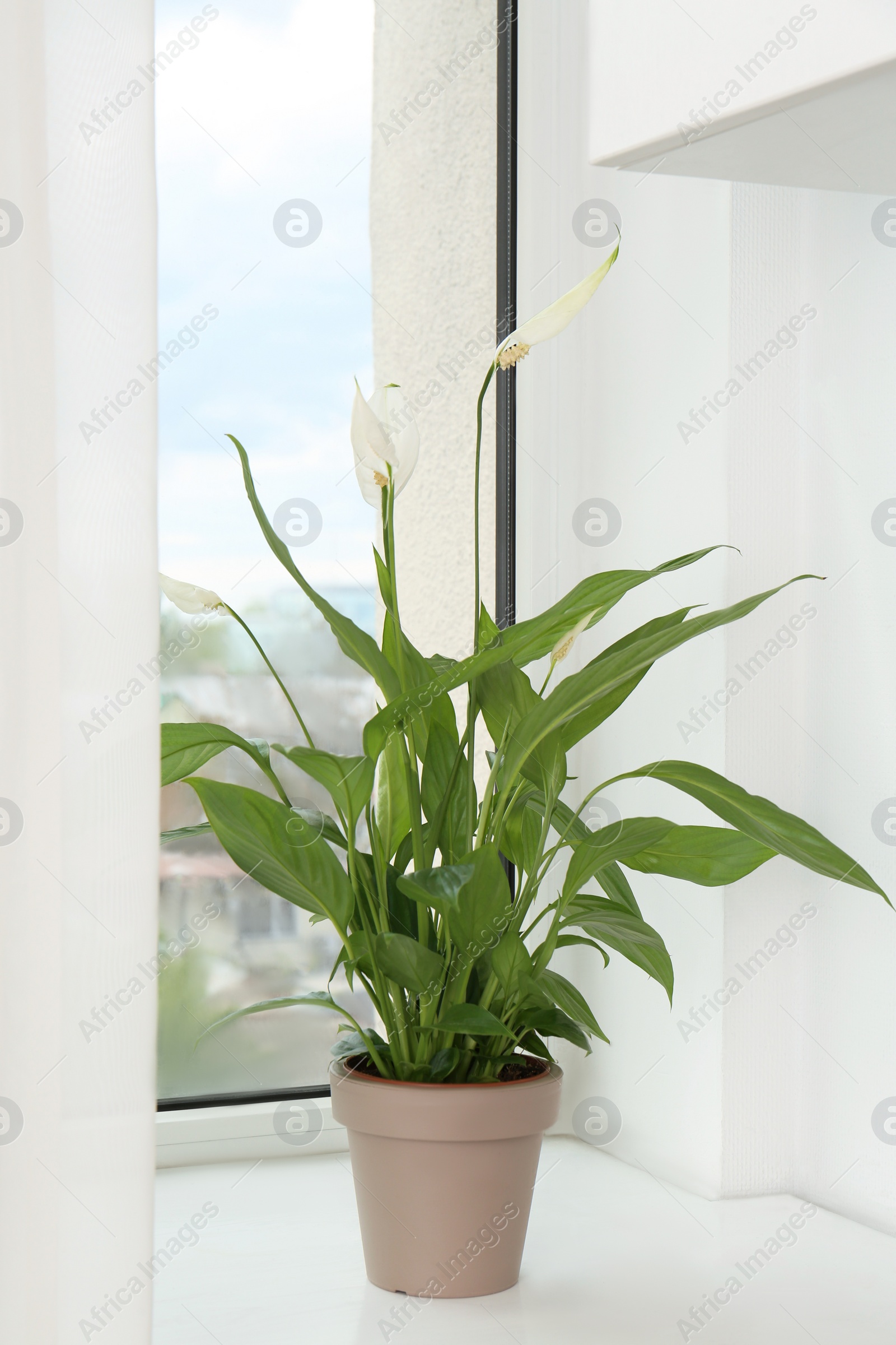 Photo of Blooming spathiphyllum in pot on windowsill indoors. Beautiful houseplant