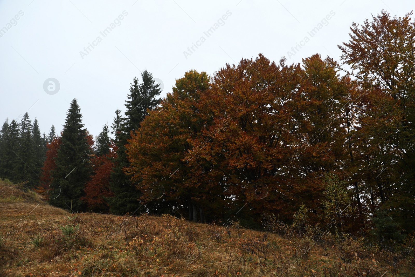 Photo of Beautiful view of forest in autumn. Picturesque landscape