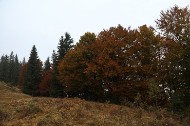 Beautiful view of forest in autumn. Picturesque landscape