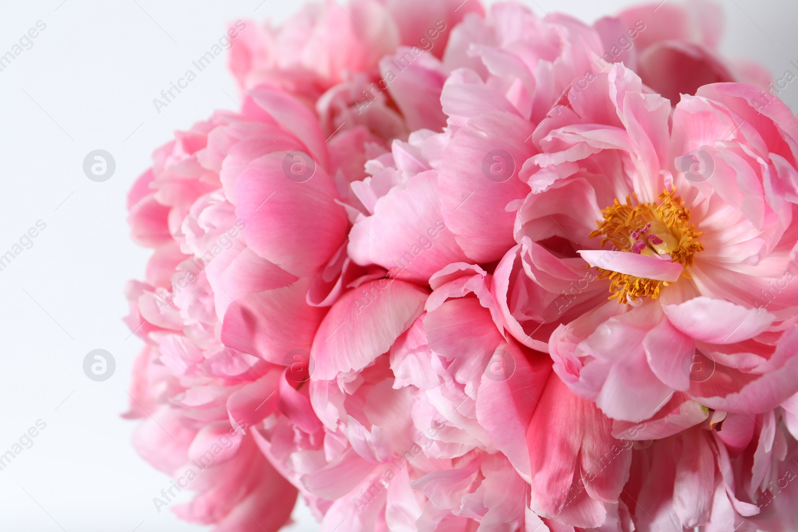 Photo of Beautiful bouquet of pink peonies against white background, closeup