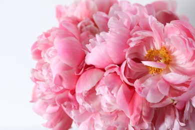 Beautiful bouquet of pink peonies against white background, closeup