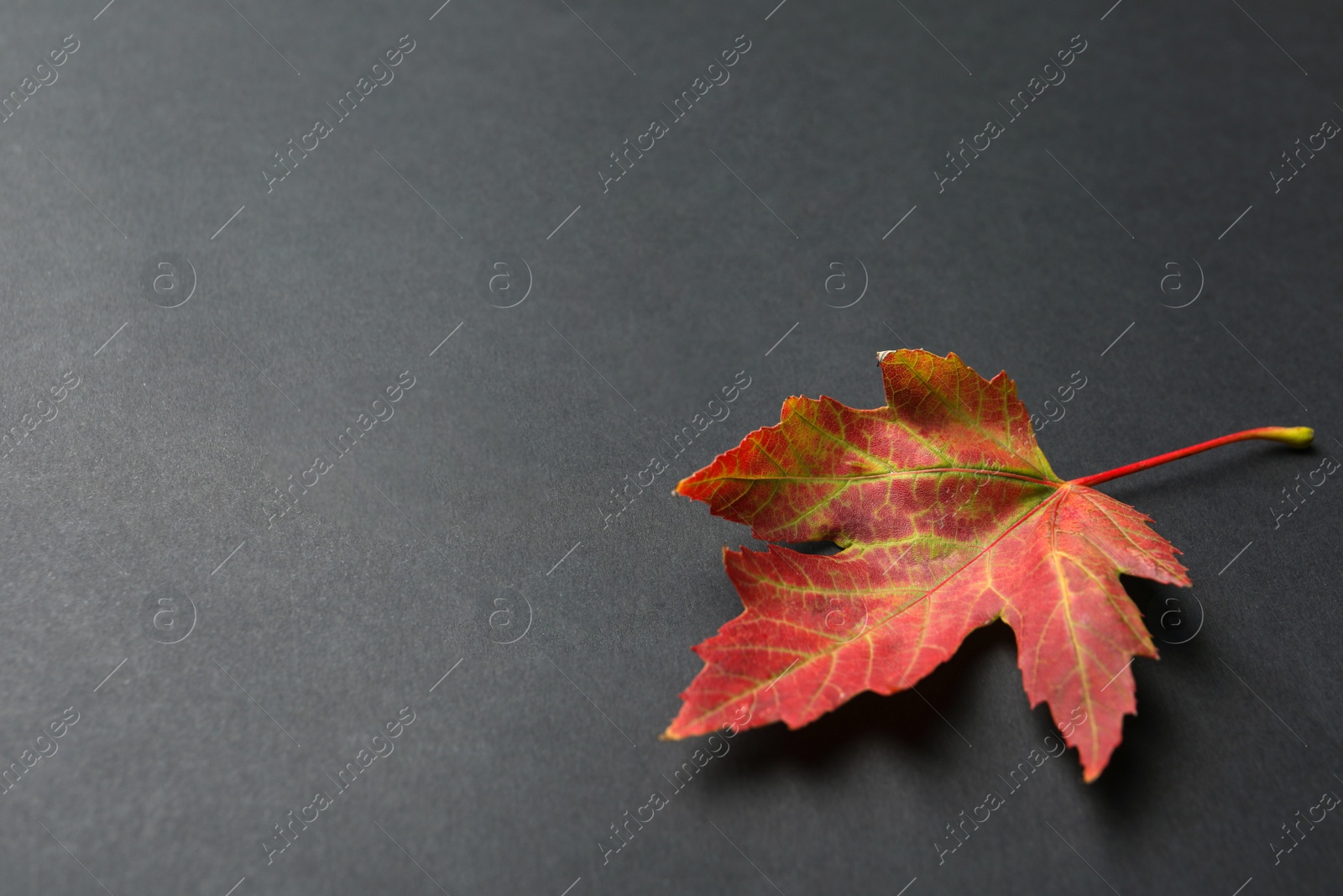 Photo of Beautiful autumn leaf on black background. Space for text