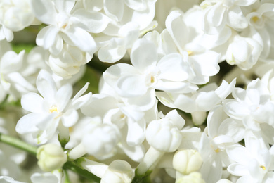 Photo of Closeup view of beautiful lilac shrub with white flowers outdoors