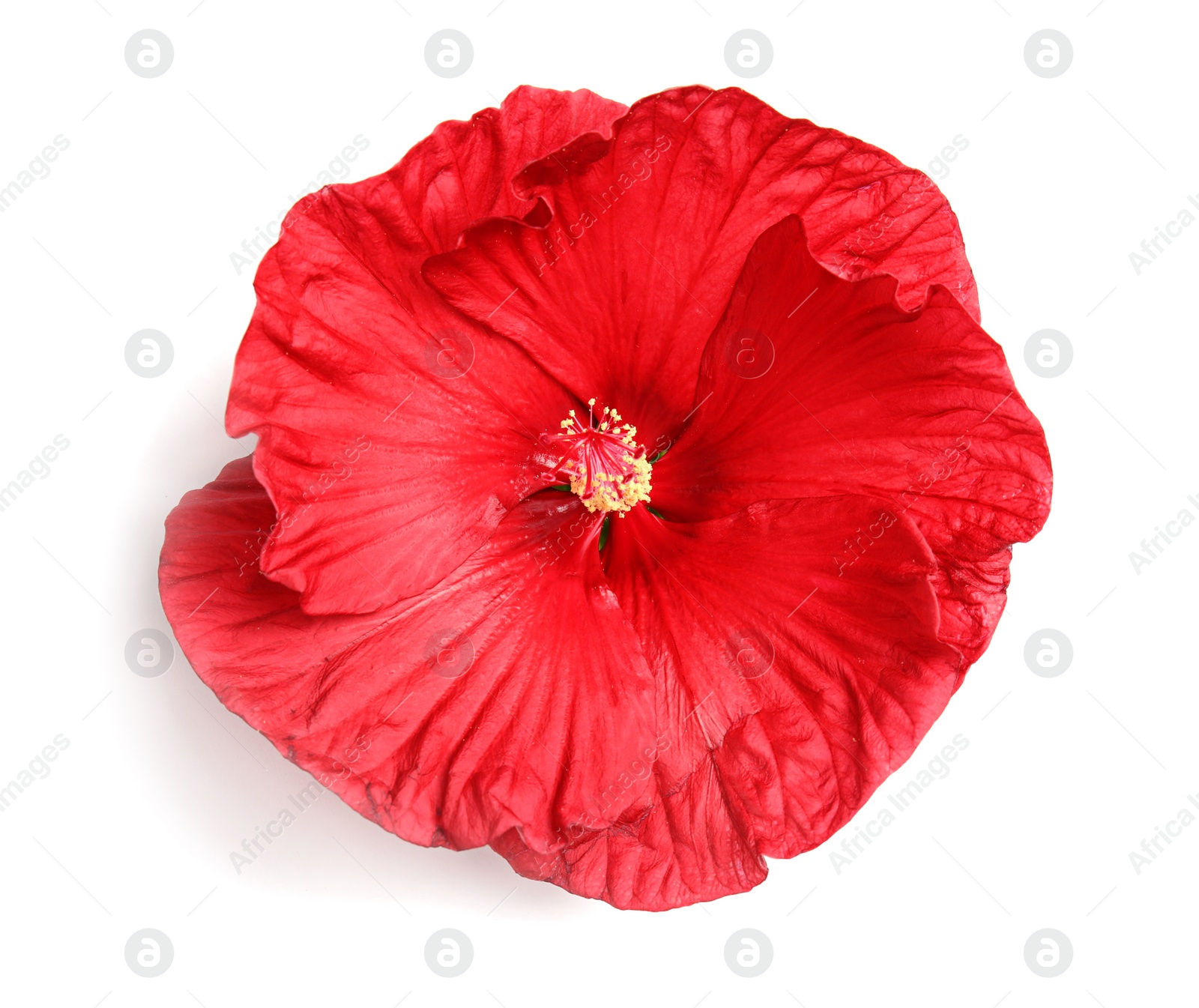 Photo of Beautiful red hibiscus flower on white background