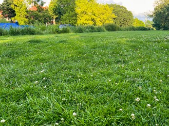 Picturesque view of beautiful park with fresh green grass and trees on sunny day