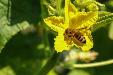 Photo of Honeybee collecting nectar from yellow flower outdoors, closeup. Space for text