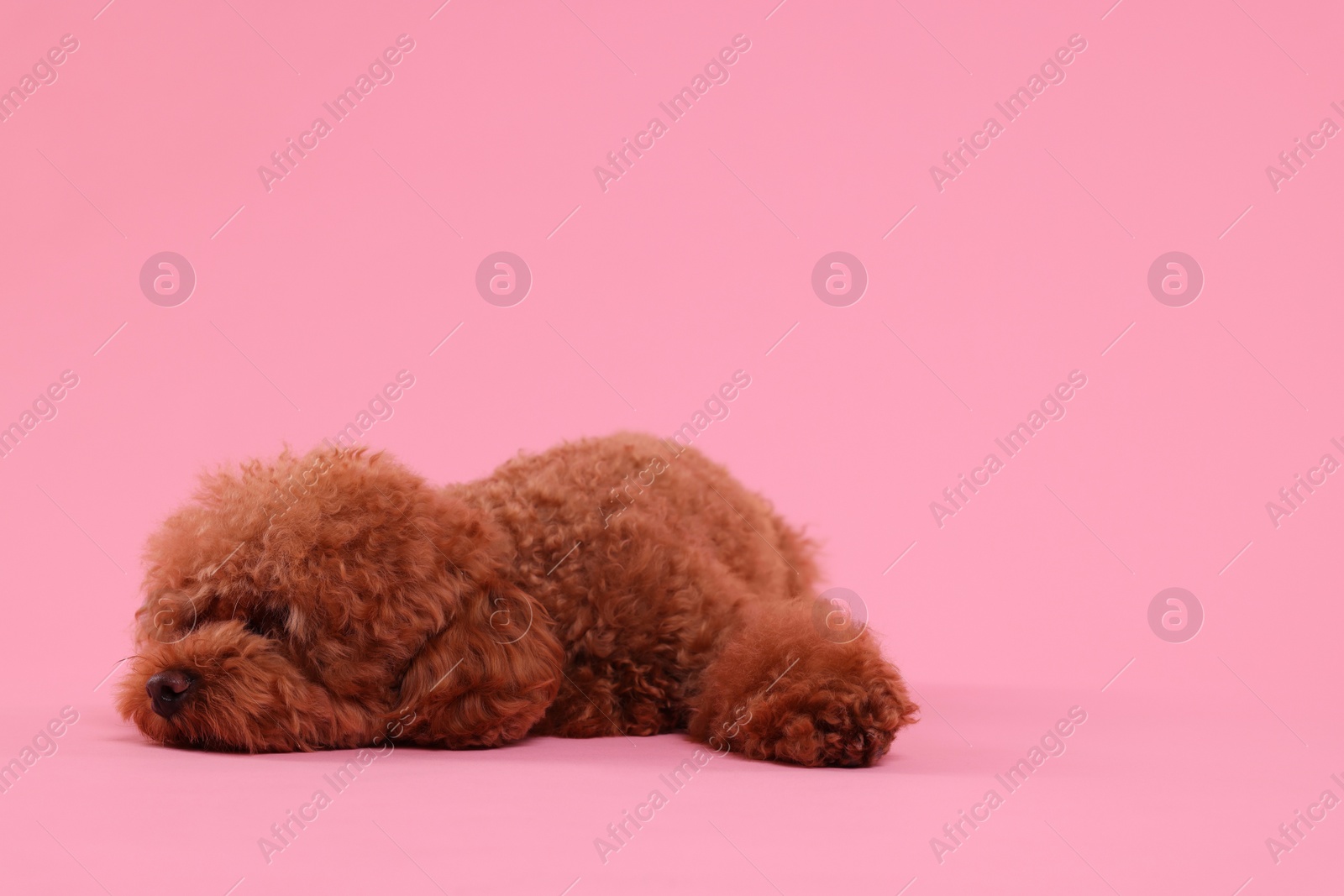 Photo of Cute Maltipoo dog on pink background, space for text. Lovely pet