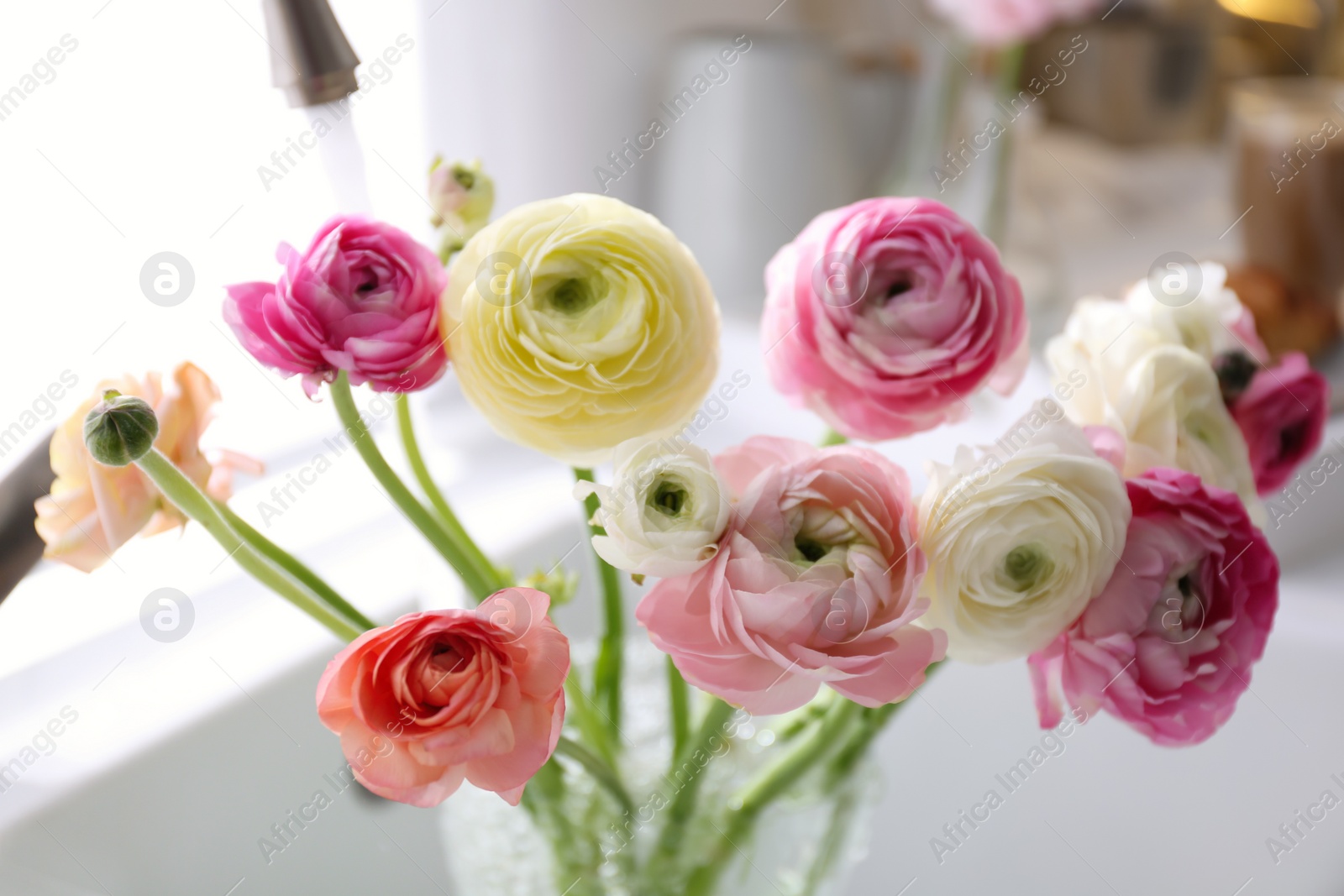 Photo of Beautiful fresh ranunculus flowers in kitchen sink, closeup