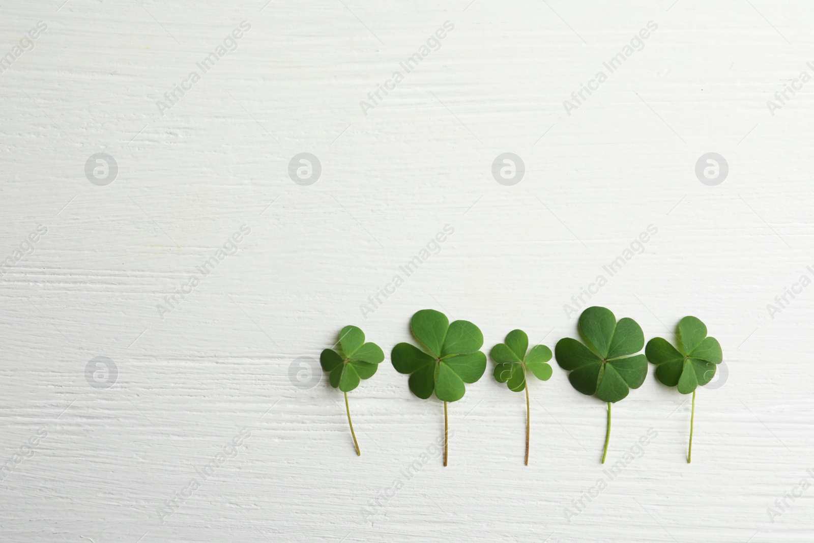 Photo of Clover leaves on white wooden table, flat lay with space for text. St. Patrick's Day symbol