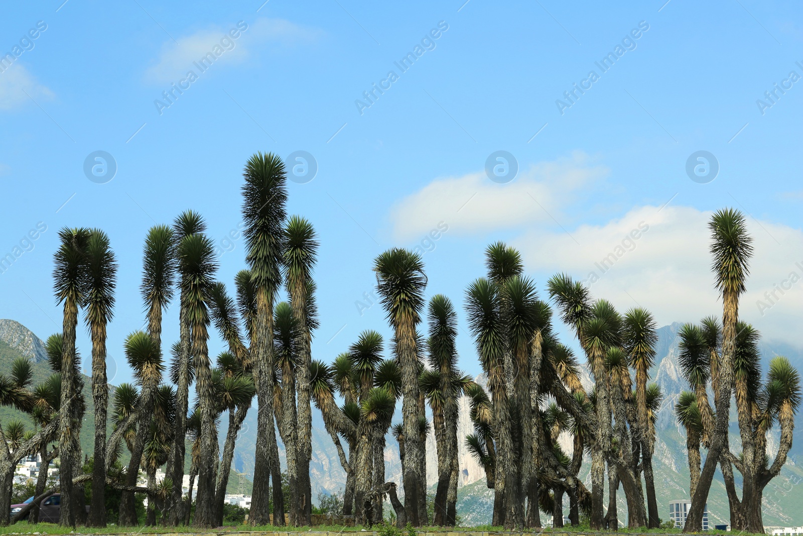 Photo of Many beautiful Joshua trees under cloudy sky