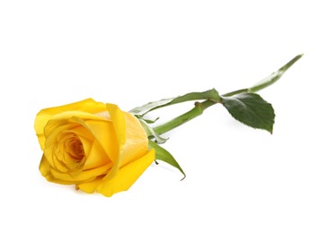 Beautiful fresh yellow rose isolated on white