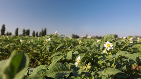 Photo of Beautiful field with blooming potato bushes on sunny day