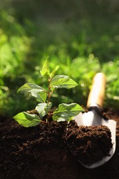 Photo of Seedling growing in fresh soil and trowel outdoors, closeup. Planting tree