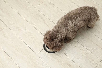Photo of Cute Maltipoo dog eating from his bowl on floor, above view with space for text. Lovely pet