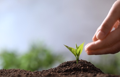 Photo of Woman protecting young seedling in soil on blurred background, closeup with space for text