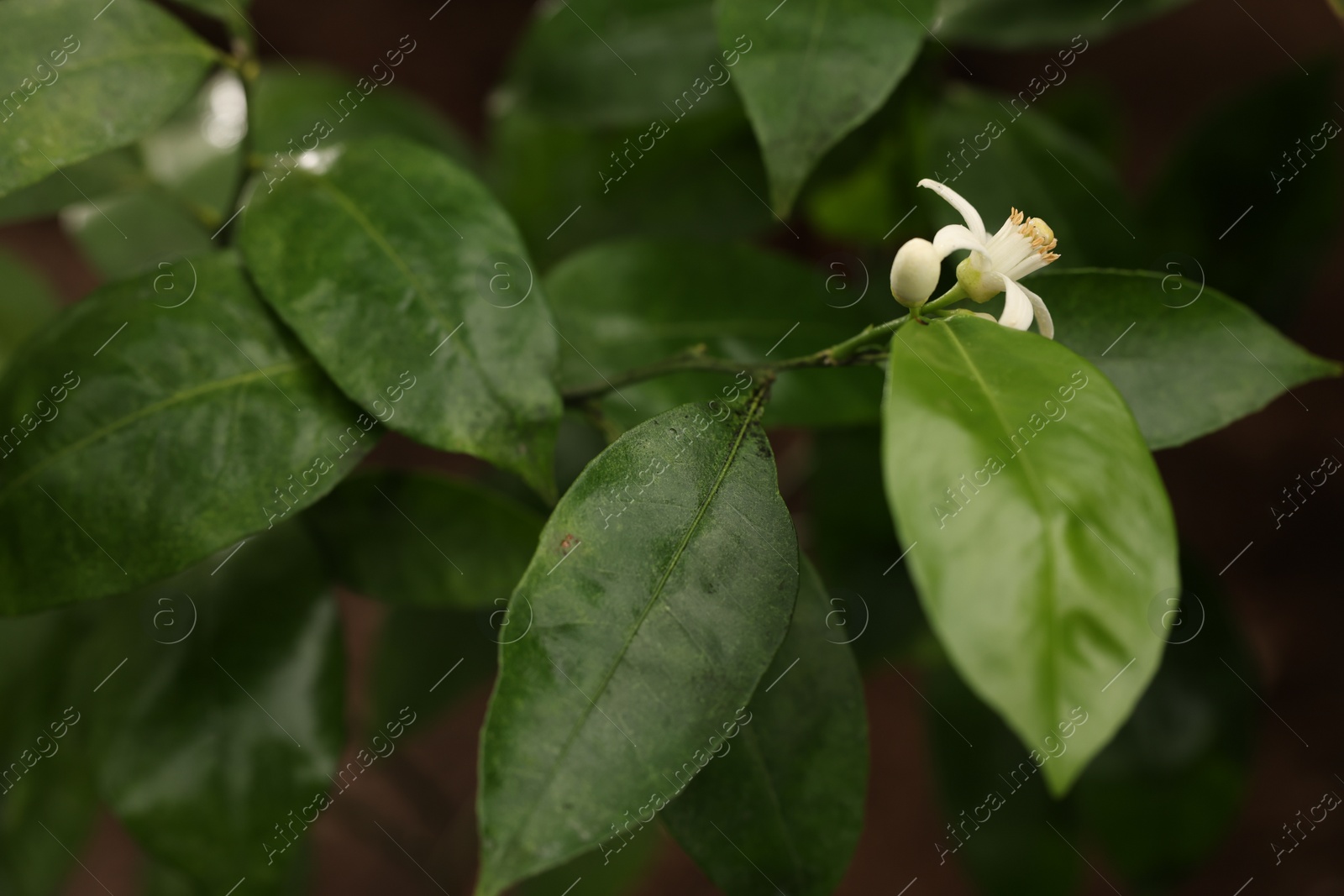 Photo of Blossoming tangerine tree in greenhouse, closeup view