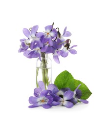 Photo of Beautiful wood violets on white background. Spring flowers
