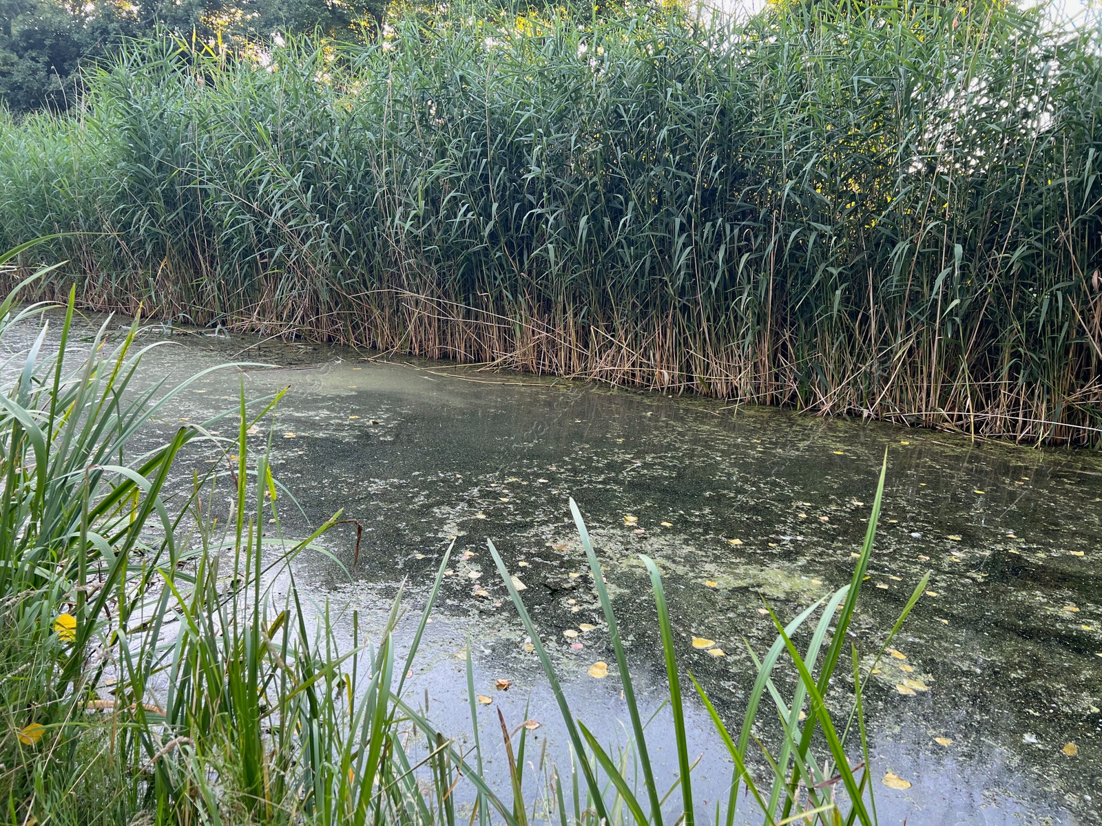Photo of Picturesque view of beautiful green reed and pond