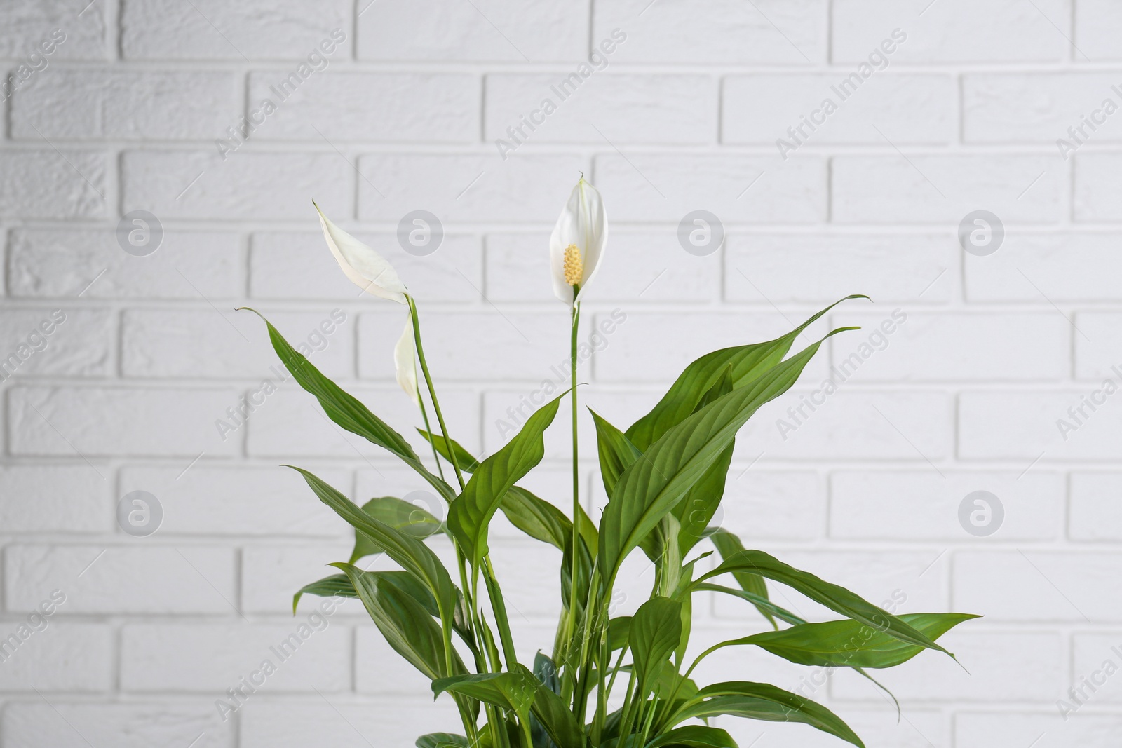 Photo of Beautiful spathiphyllum against white brick wall. House decor