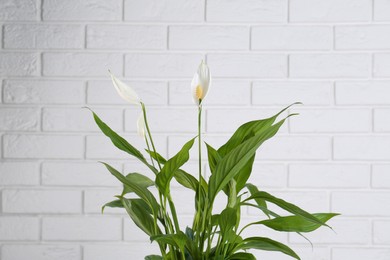 Beautiful spathiphyllum against white brick wall. House decor