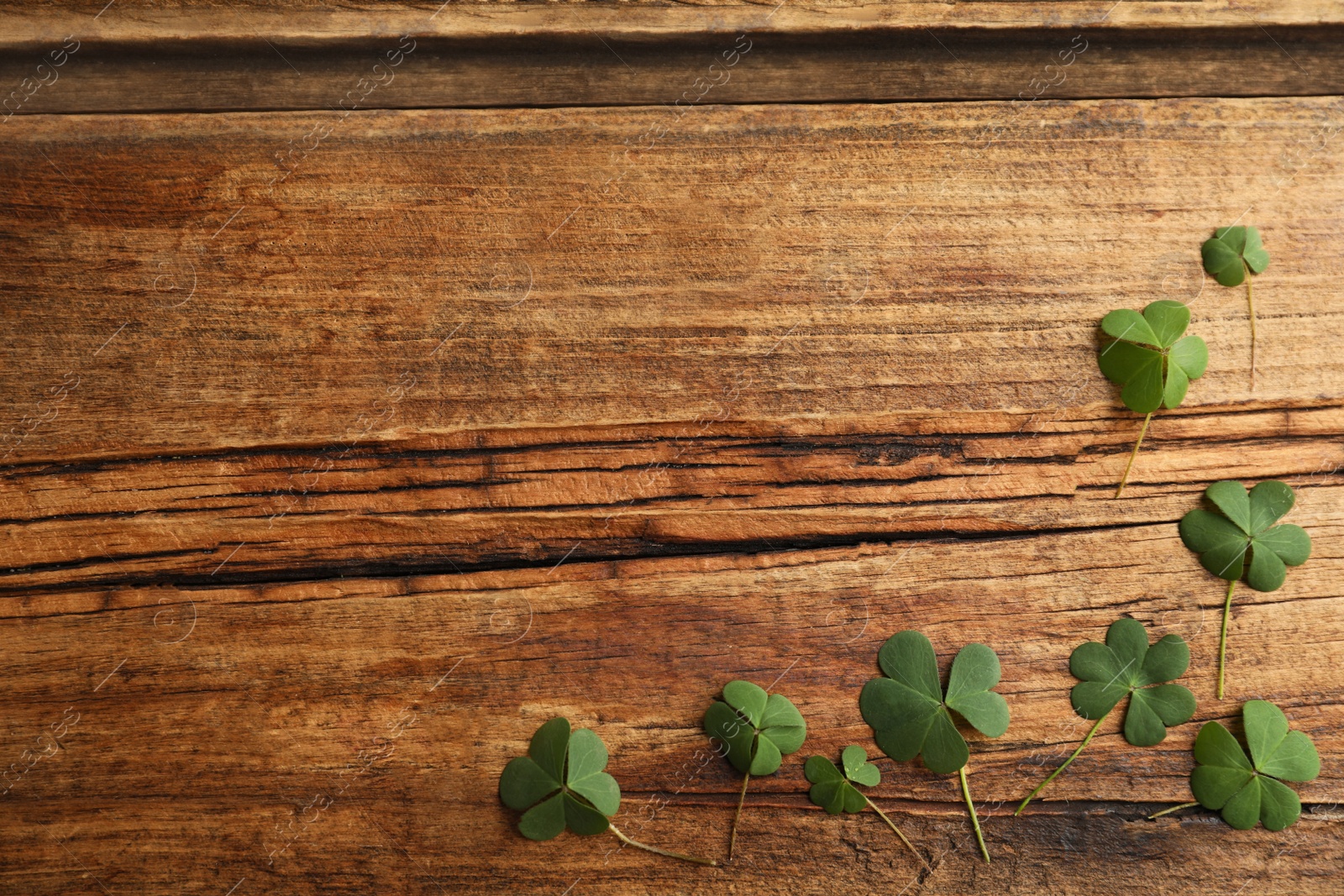 Photo of Clover leaves on wooden table, flat lay with space for text. St. Patrick's Day celebration