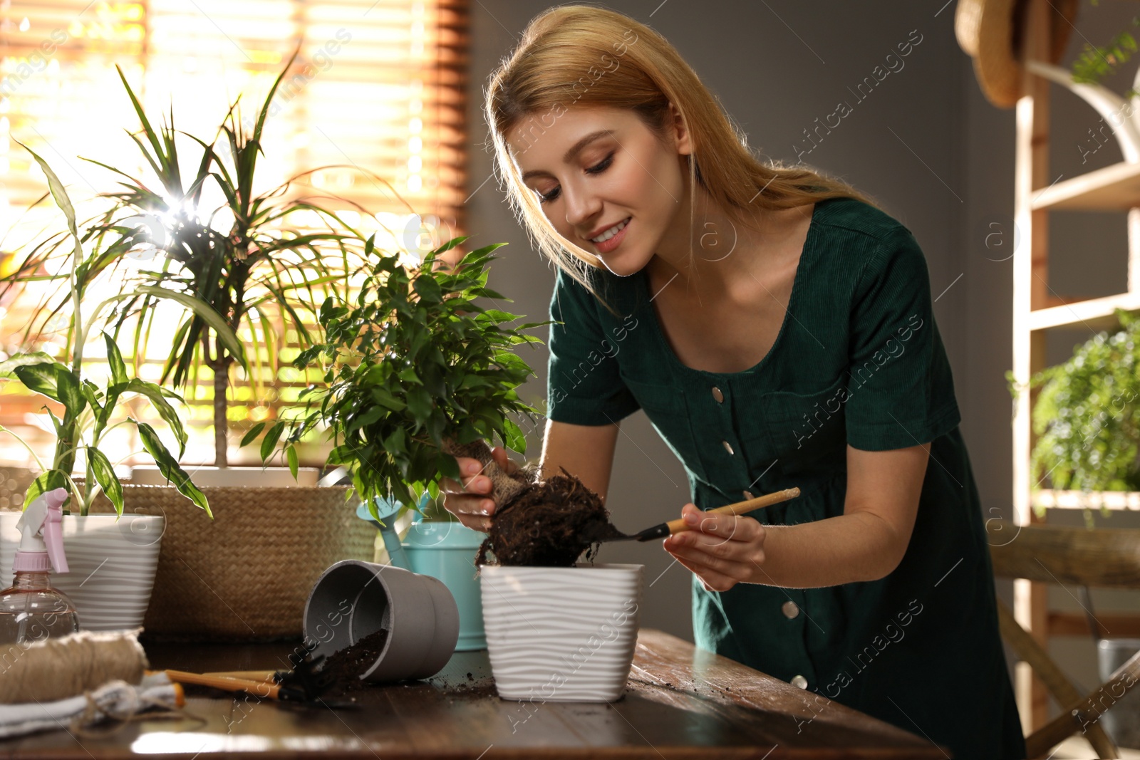 Photo of Young woman potting ficus plant at home. Engaging hobby