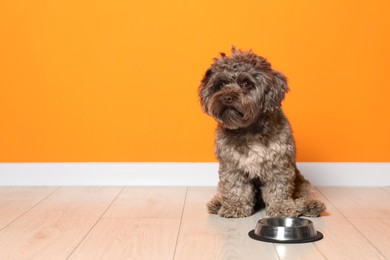 Photo of Cute Maltipoo dog and his bowl on floor near orange wall, space for text. Lovely pet