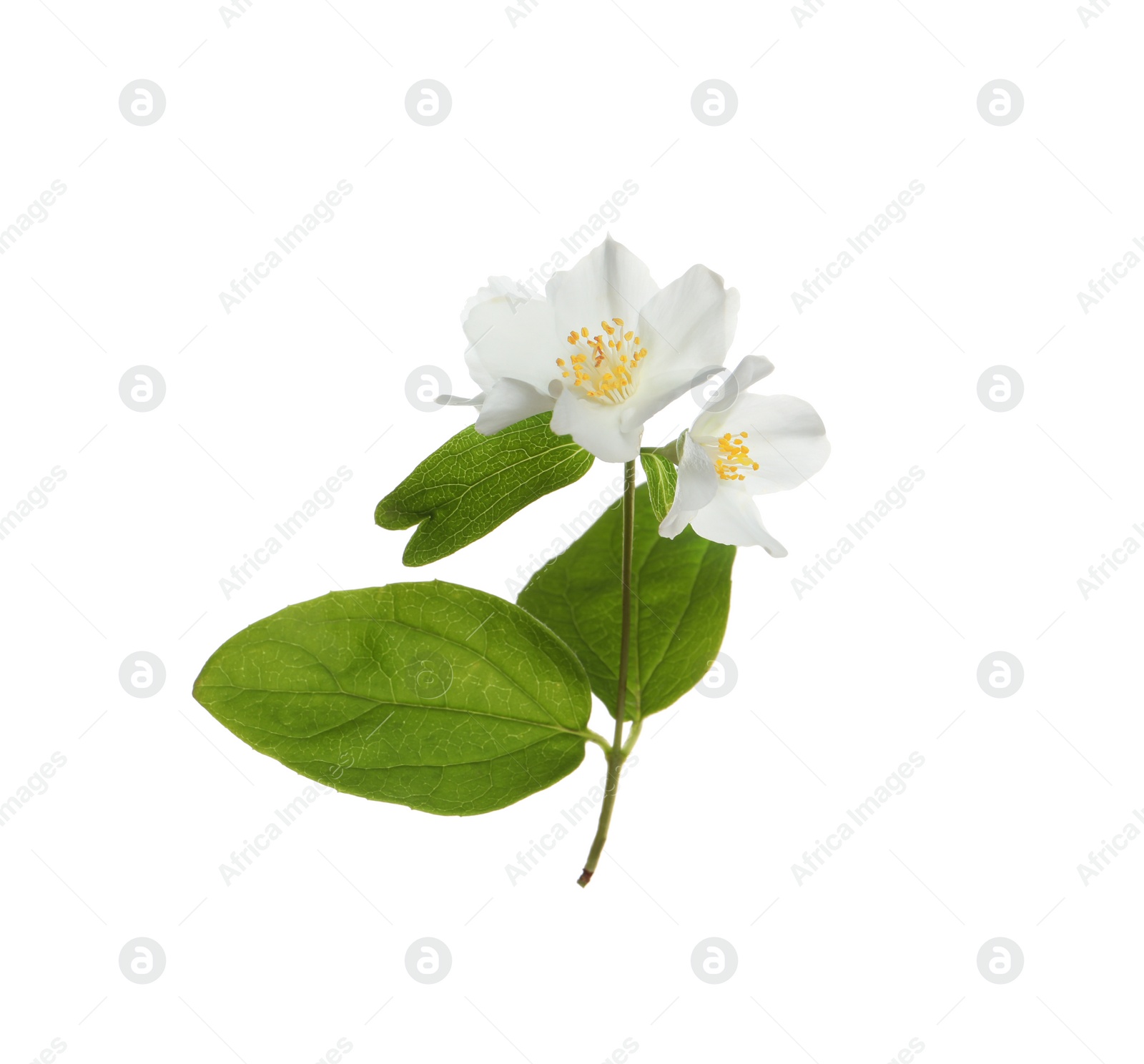 Photo of Beautiful flowers of jasmine plant with leaves on white background