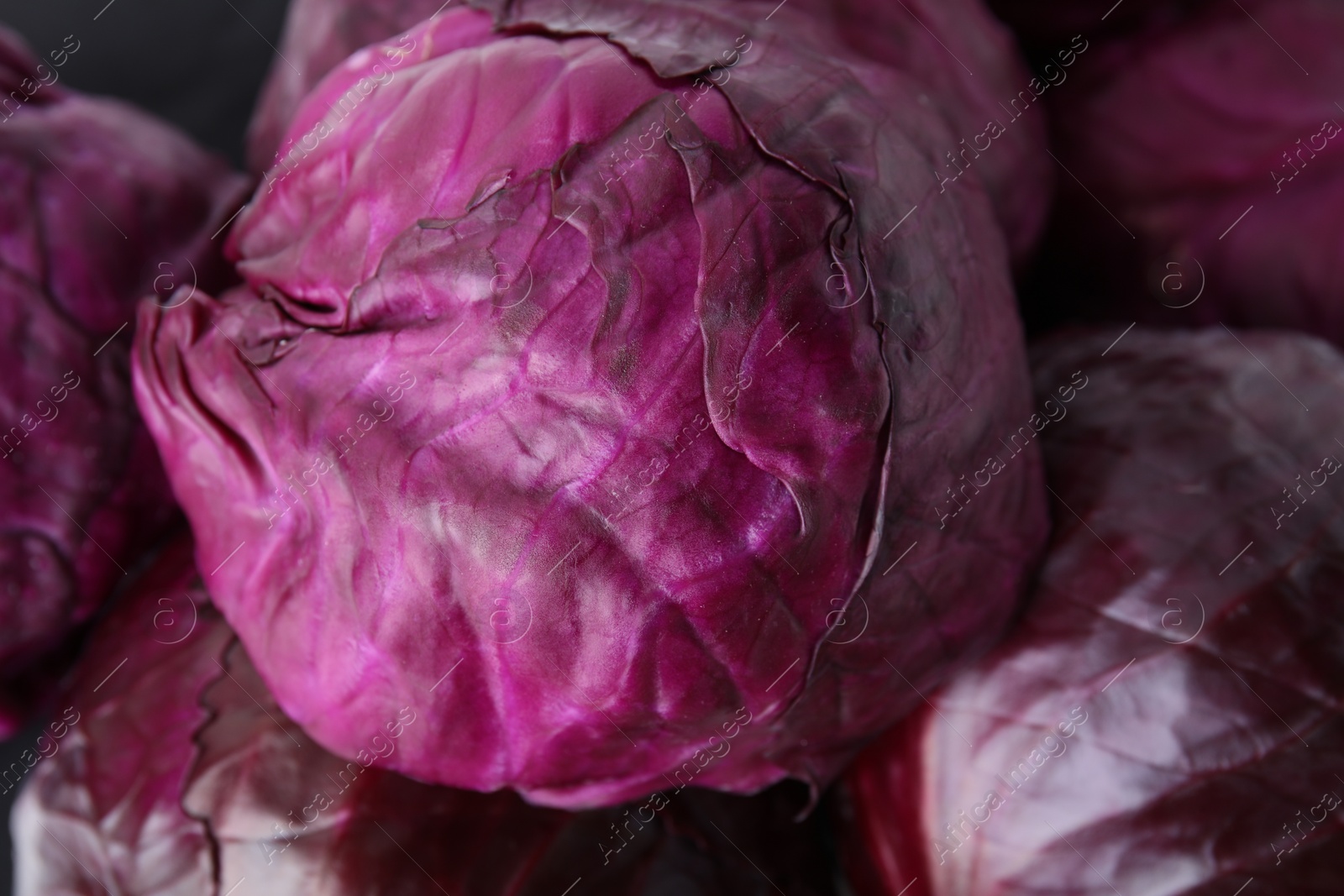 Photo of Many whole red cabbages as background, closeup