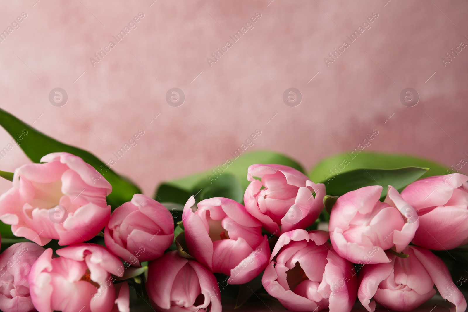 Photo of Beautiful spring tulips on light pink background, closeup. Space for text
