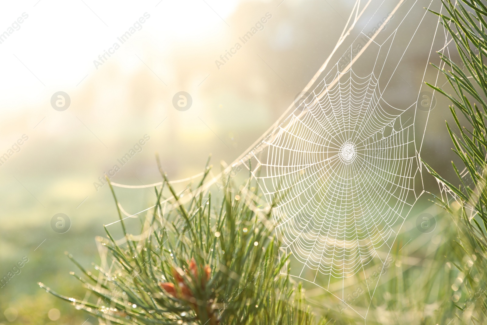 Photo of Cobweb on wild meadow, closeup view