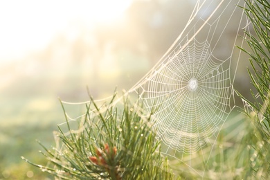 Cobweb on wild meadow, closeup view