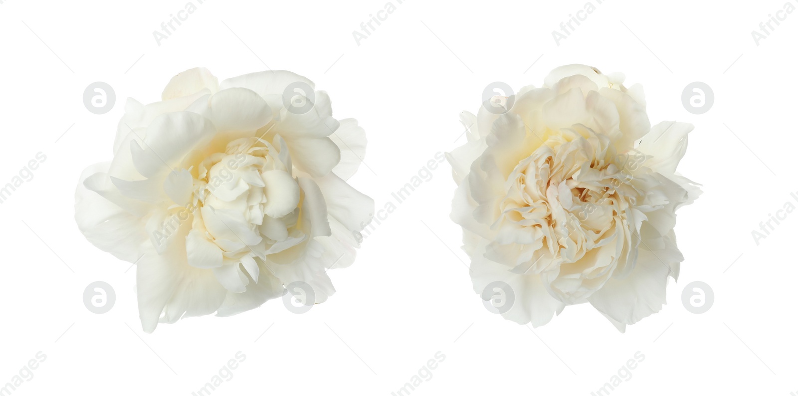 Image of Beautiful peony flowers on white background. Banner design