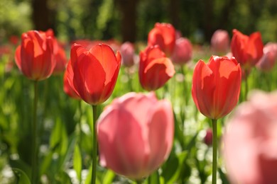 Beautiful bright tulips growing outdoors on sunny day, closeup